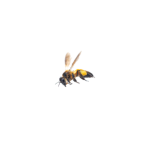 μέλισσα που πετά με γύρη