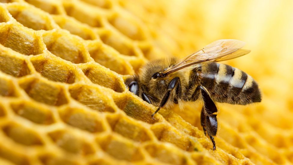 μέλι: μία χρυσή υπερτροφή