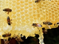 Πώς οι μέλισσες φτιάχνουν μέλι